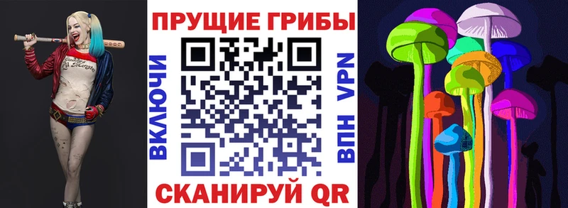 дарнет шоп  Ленинградская  Псилоцибиновые грибы Psilocybe 
